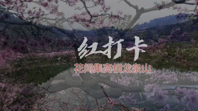 花间集亮相龙泉山 网红打卡兜售春天