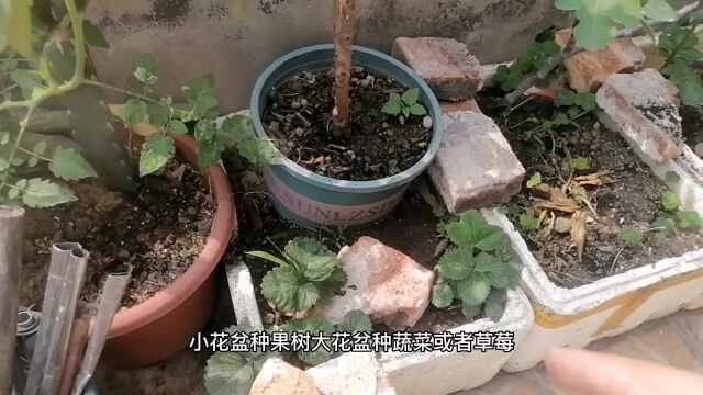 盆栽种植“新技术”?一盆顶十几盆?根系发达不烂根,老板都知道