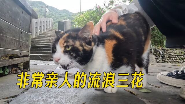 可爱的流浪三花猫,非常的亲人,任你抚摸