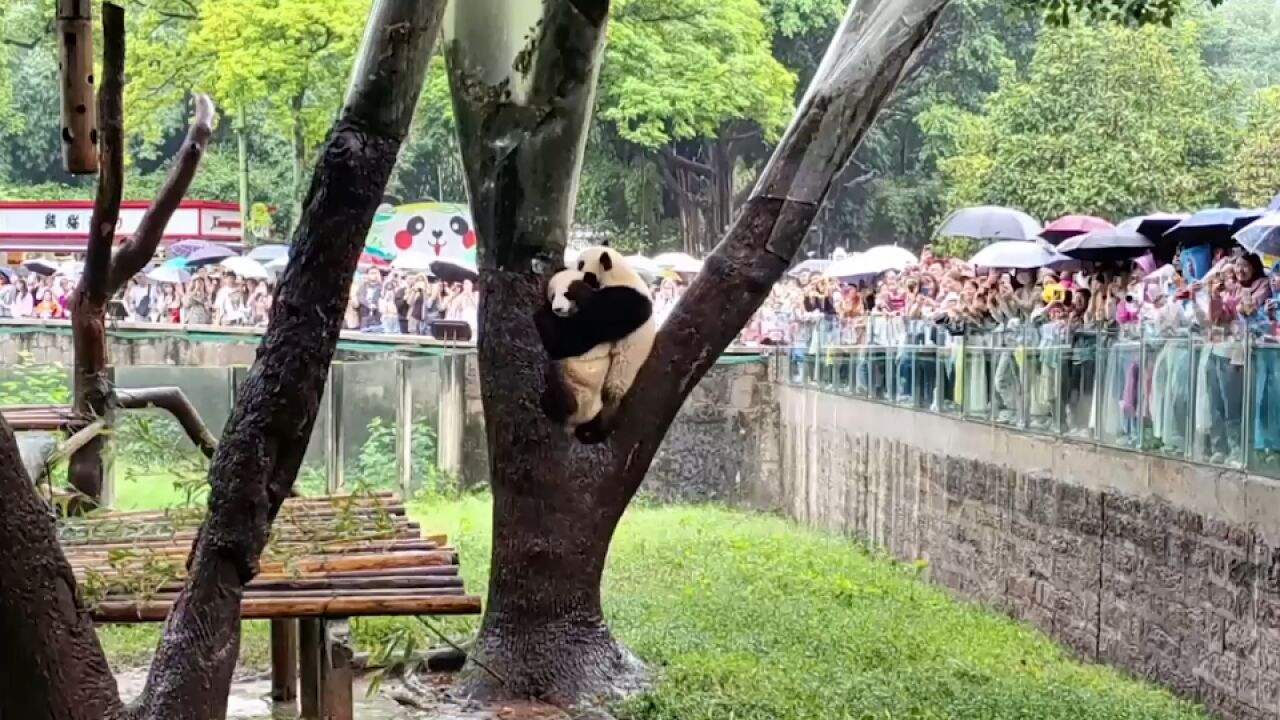 抢树杈经营权!大熊猫渝可渝爱当游客面互掐:薅毛发扯熊皮