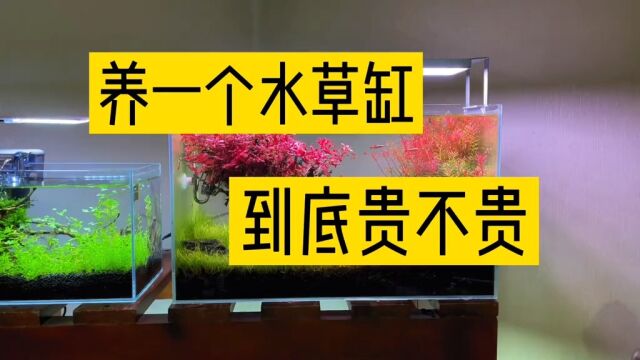 水草缸到底贵不贵?养点水草 养个小鱼 很舒服的事情 新手入坑 一定不要盲目