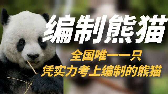 全国唯一一只,凭实力考上编制的熊猫,在整个熊猫界都相当炸裂!