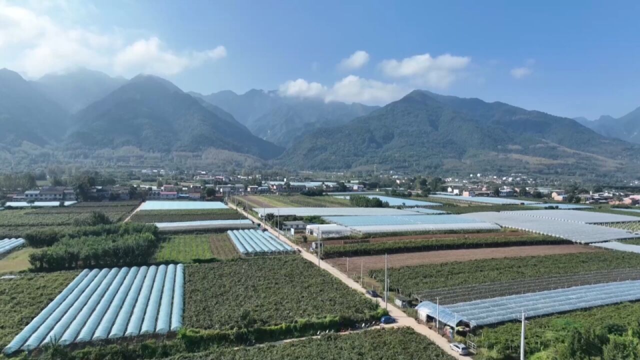 鄠邑区:“户县葡萄”粒粒香甜醉秦岭