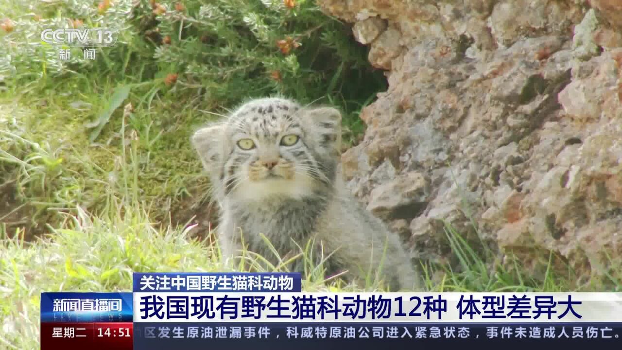 我国现有野生猫科动物12种 体型差异大