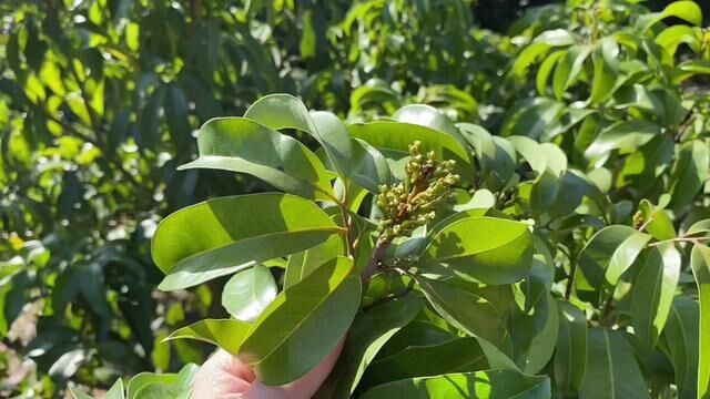 荔枝花芽分化期是什么时段?把握好分化期是荔枝来花高产的关键#农业种植 #荔枝