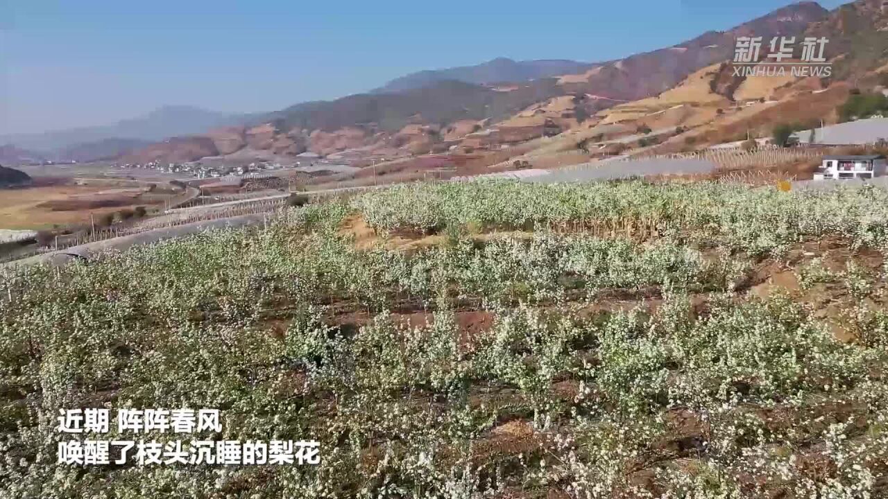 梨花绽放洁如雪 载歌载舞庆花节