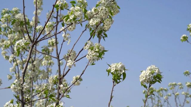 【兴平新闻】春天里的兴平:彩叶豆梨 花开白胜雪