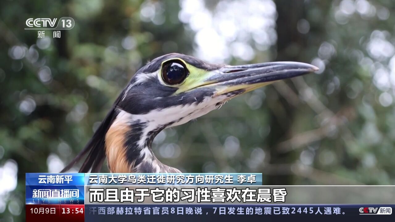 云南新平:濒危鸟类海南鳽现身哀牢山