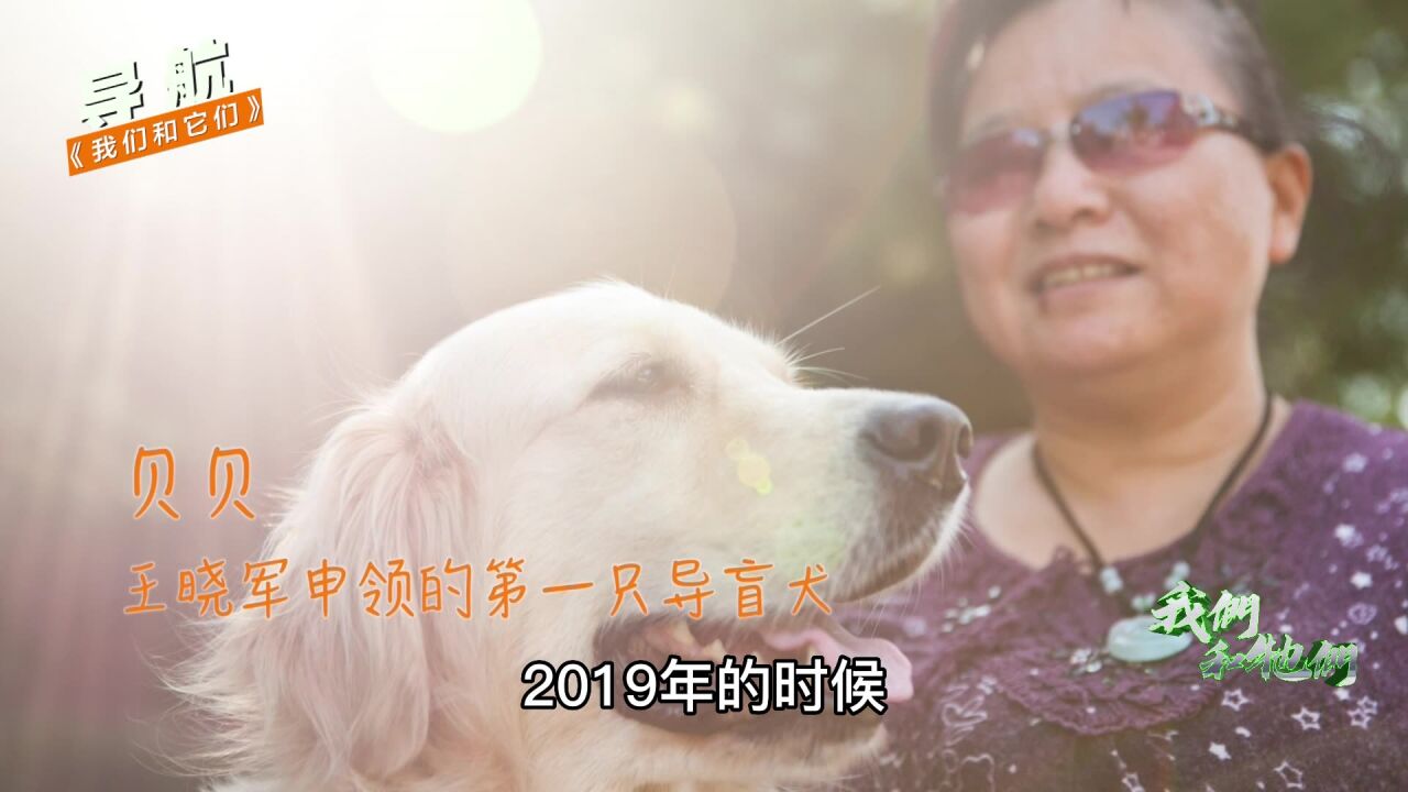 导盲犬贝贝陪伴主人十年后离世,主人痛哭,遗憾没能好好送走它