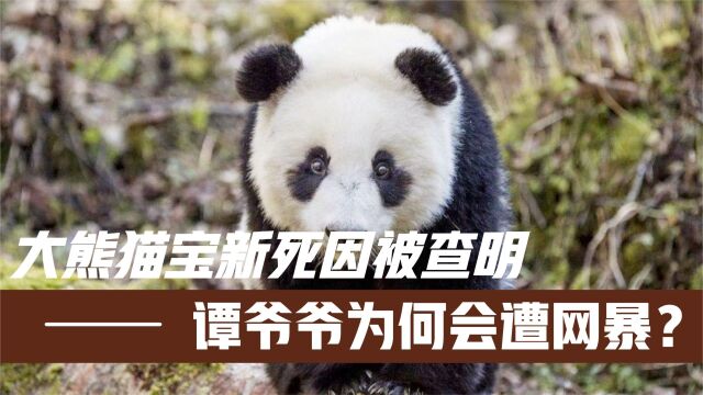 大熊猫宝新离世后续!官方公布死因,谭爷爷为何会遭到网暴?