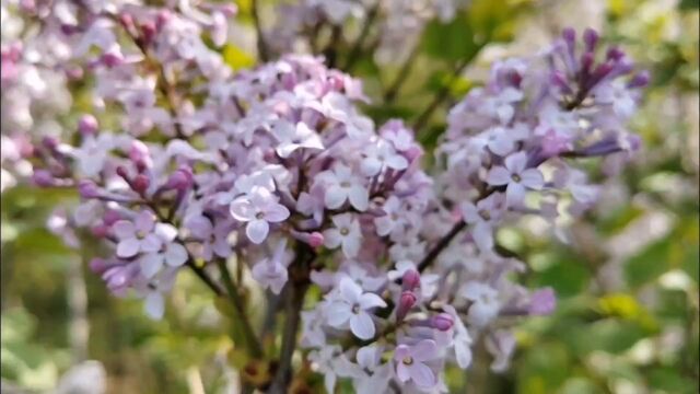 经过春雨沐浴的丁香花,愈发娇艳俏丽……