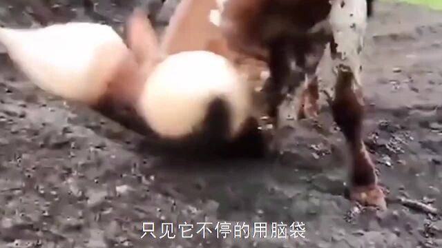 牛角也会“肿胀”?牛儿费尽力气,试图摆脱头上粗壮的牛角#牛角#奇闻#奇妙的动物#牛