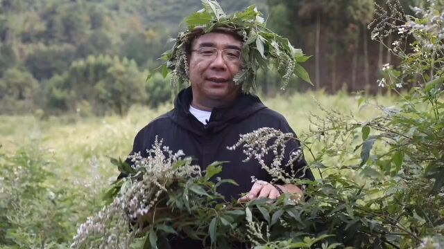 再次探索黄荆的奥秘,黄荆用法非常多,你的家乡有吗?