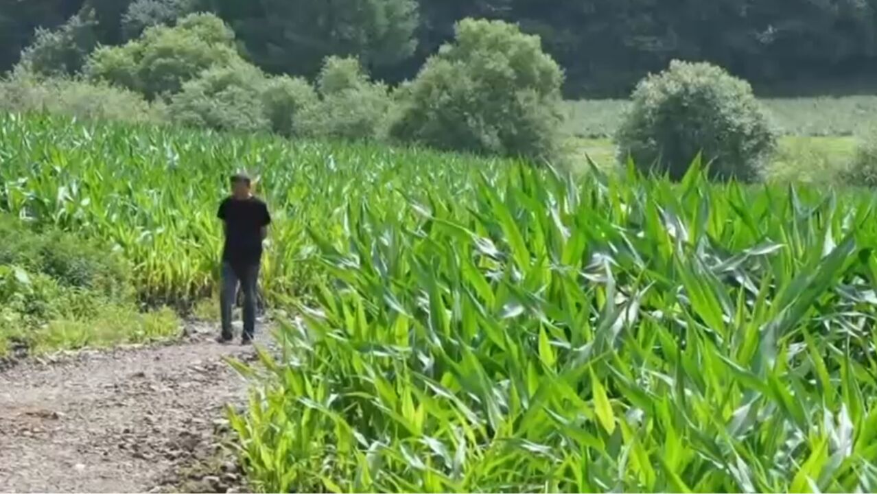 适合多种地形的播种镐,村民纷纷试用,改进后获村民好评