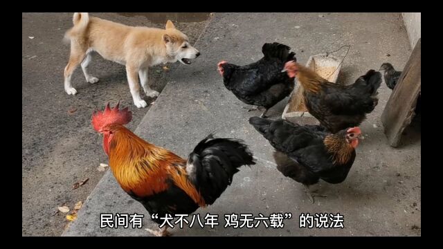 古代民间故事:义犬报恩