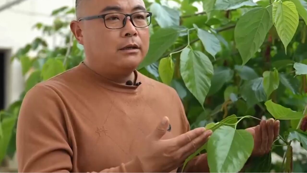 种植长桑葚的成功经验,一年收入上千万,看看他的做法