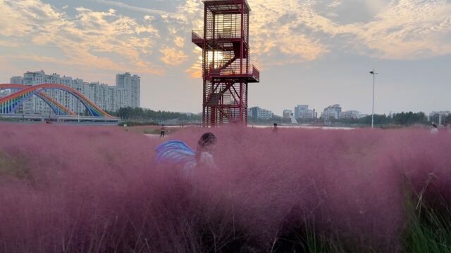 秋天不能错过的浪漫花海.以草为名,比花更美,粉黛乱子草.