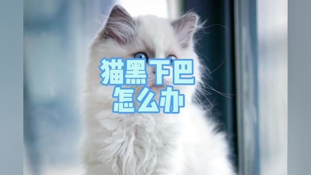 猫咪黑下巴怎么办?#猫黑下巴#猫黑下巴怎么办 #猫毛囊炎 #同城发现 #郴州宠物