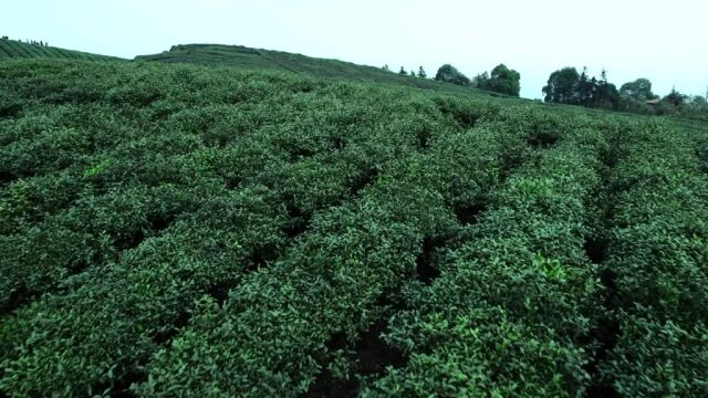 豫见信阳毛尖茶 专访非遗传承人周正祥,如何用大自然的“正好”成就一杯毛尖茶