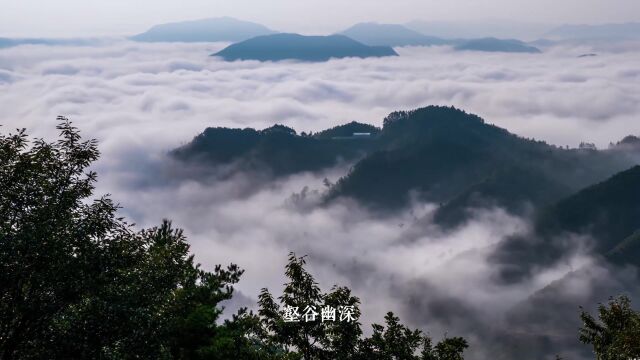 视频丨茯苓——初心本色 扶正祛邪