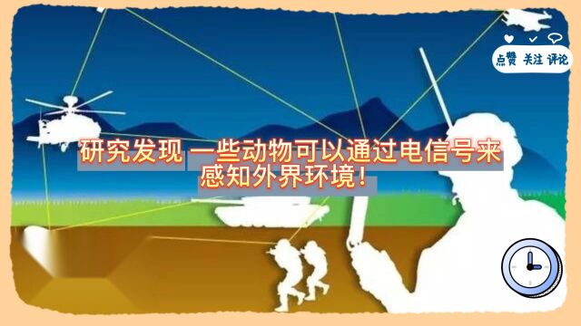 研究发现,一些动物可以通过电信号来感知外界环境!