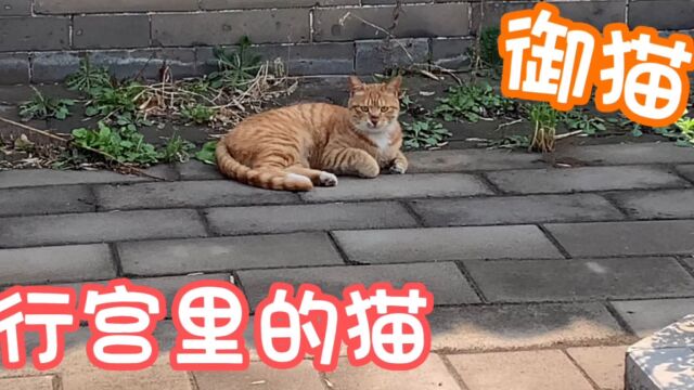 去乾隆行宫看御猫,好不容易遇到宫猫,它却害羞转身跑了