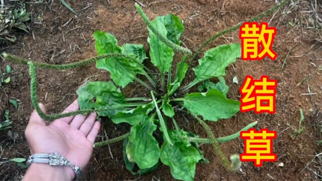 农村不起眼的“散结草”,它的用途外地人都不了解,赶快认识下吧