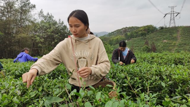 不负好时节,韶关武江春茶迎来采茶季