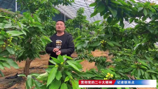 黄土岭镇向阳村:大棚樱桃壮大集体经济