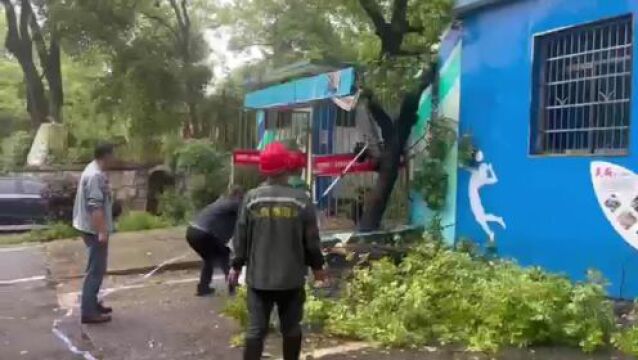 暴雨导致大树断枝 芙蓉区紧急处险