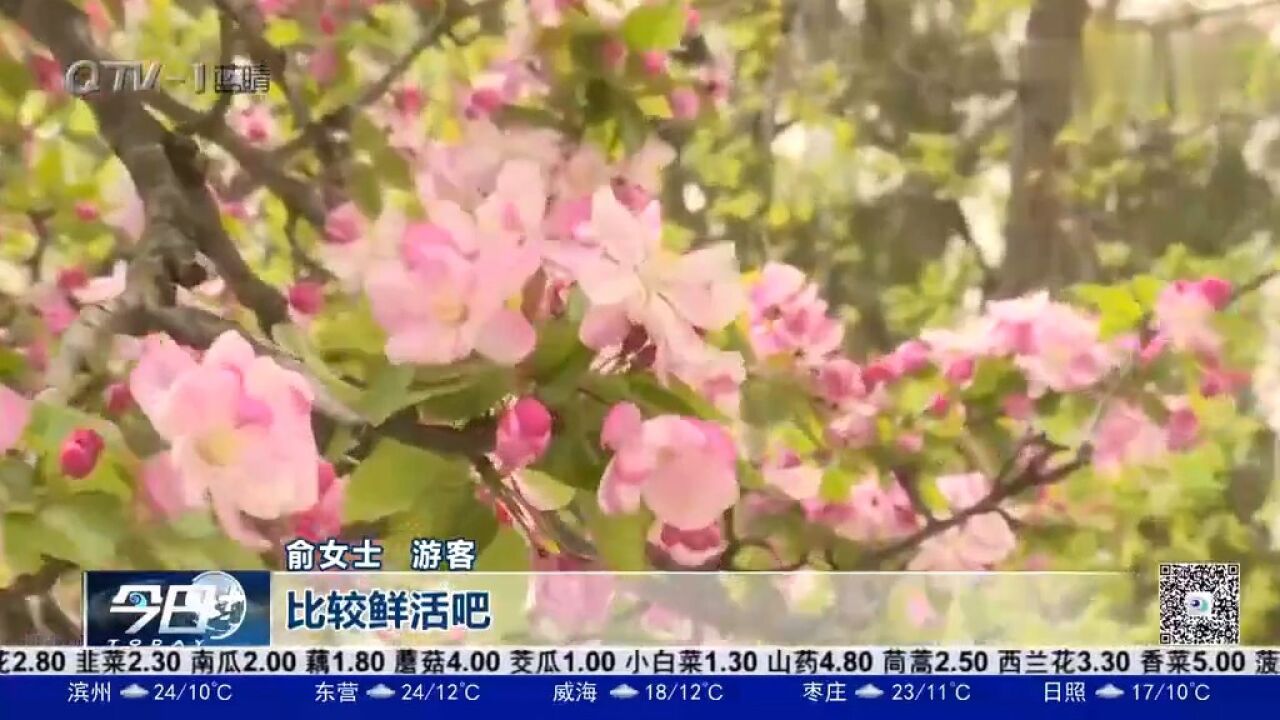 青岛八大关海棠花盛放,游客点赞:很鲜活