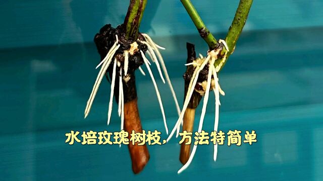 水培玫瑰树枝,方法特简单