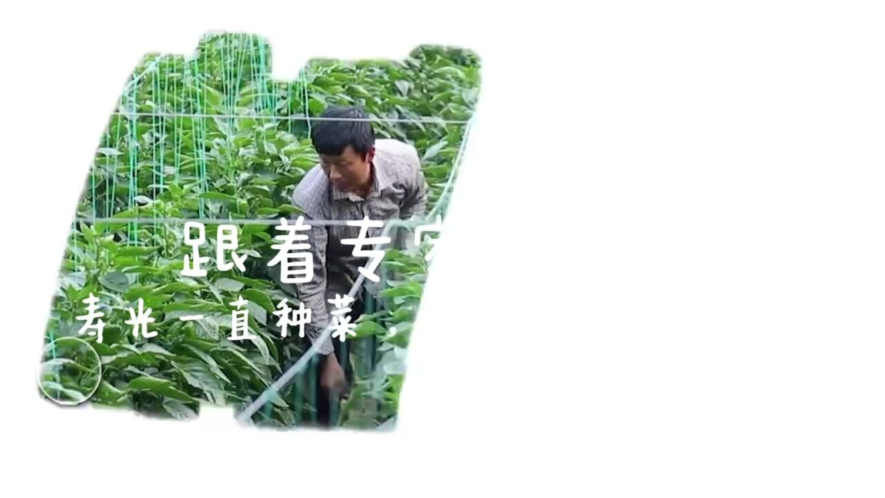 专家带你逛菜博|寿光一直种菜,土壤肥力可还行?