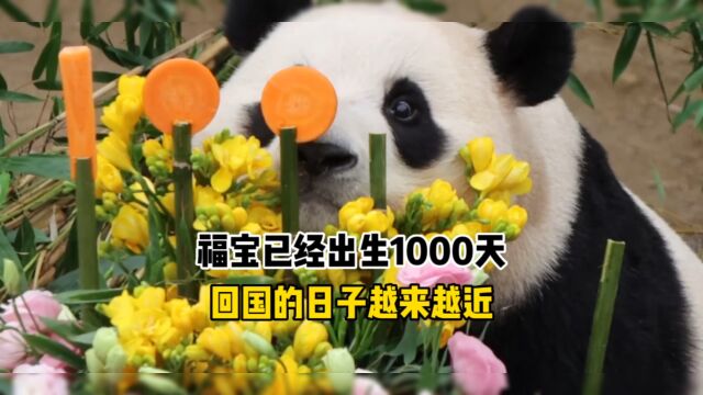 福宝已经出生1000天了 回国的日子越来越近 有期待有担忧