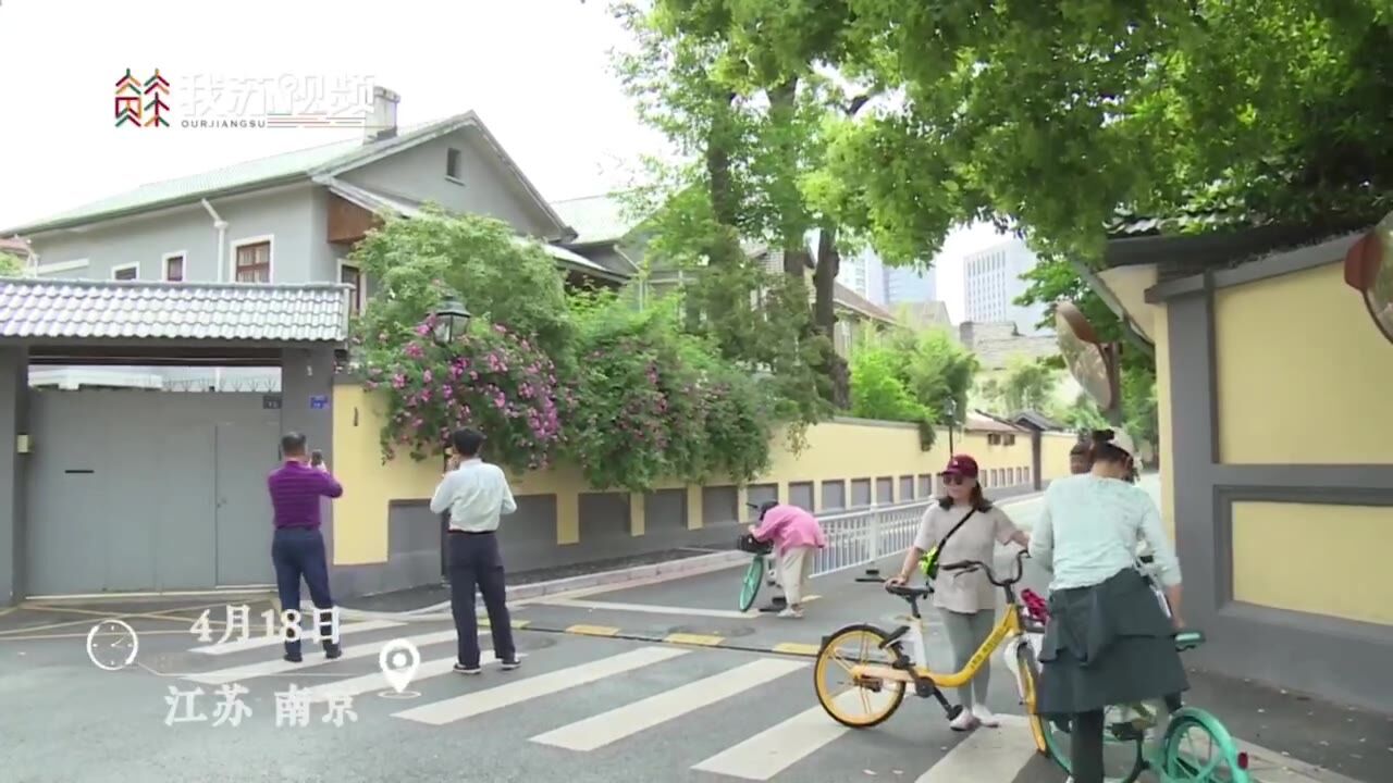 网红蔷薇开了 民警提醒拍照勿占道