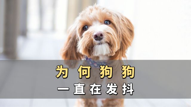 狗狗发抖的4个原因,太致命了!