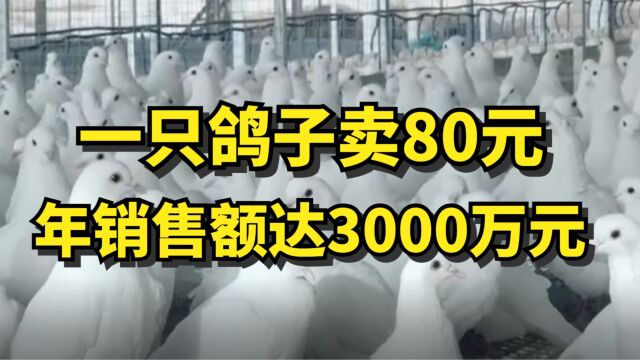 土鸽变“金鸽”,一只鸽子卖80元,年销售额达3000万元!