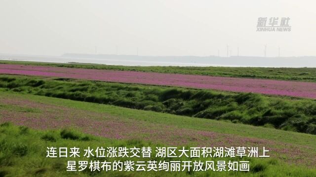 鄱阳湖紫云英绚丽 湿地风景如画