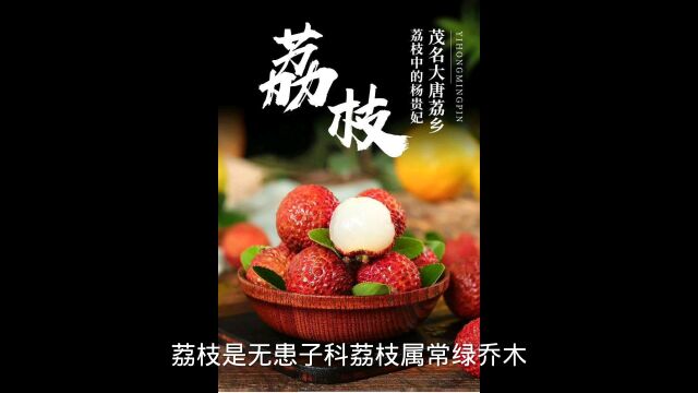 岭南佳果荔枝暨大领导视察高州根子镇荔枝园