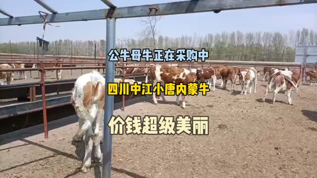 中江小唐这内蒙小公牛小母牛马上要回来,调理几天就装车启航