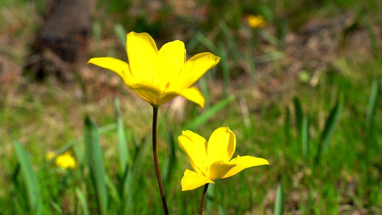 新疆奎屯:花开春风里