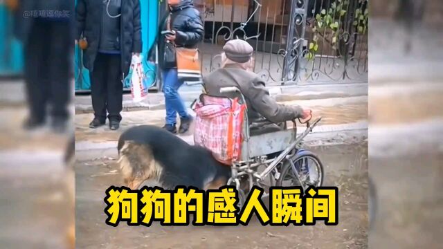 狗狗感人故事