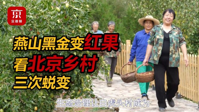 燕山黑金变红果,这处枣园见证了北京乡村三次蜕变