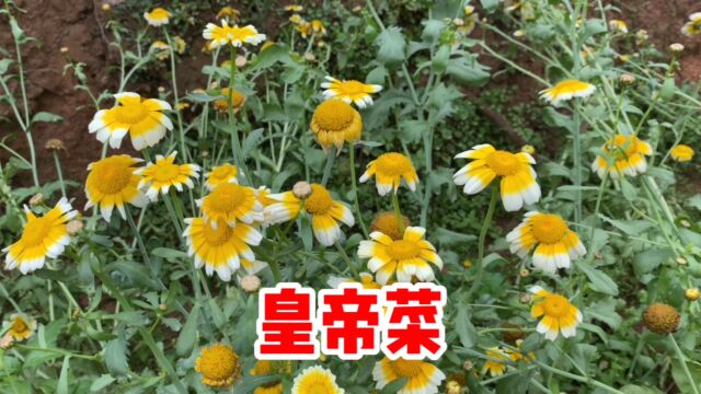 茼蒿被称为“皇帝菜”,你知道它的价值吗?