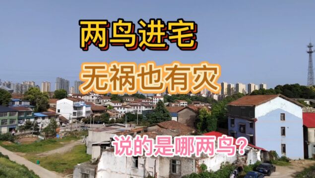 俗语:两鸟进宅,无祸也有灾!说的是哪两鸟呢?