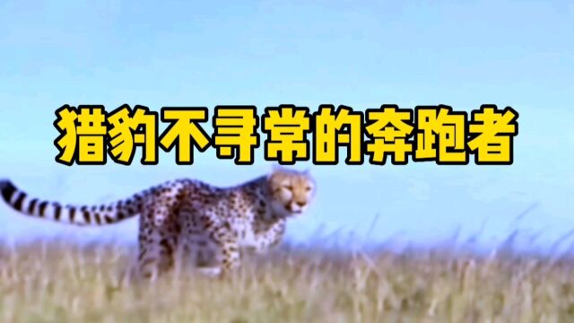 猎豹,不寻常的奔跑者