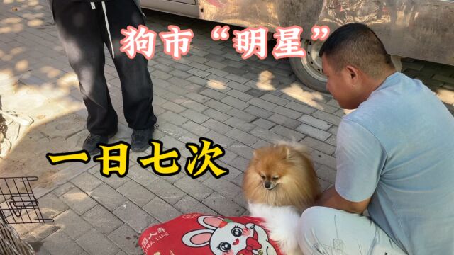 狗市“明星”博美配狗,号称一日“七次郎”,今天竟然差点翻车