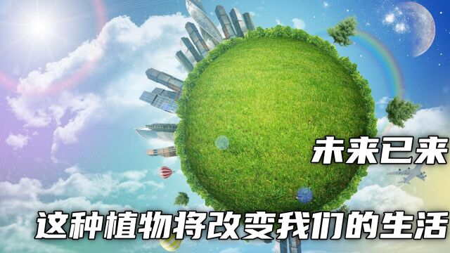 未来已来:这种植物将改变我们的生活!