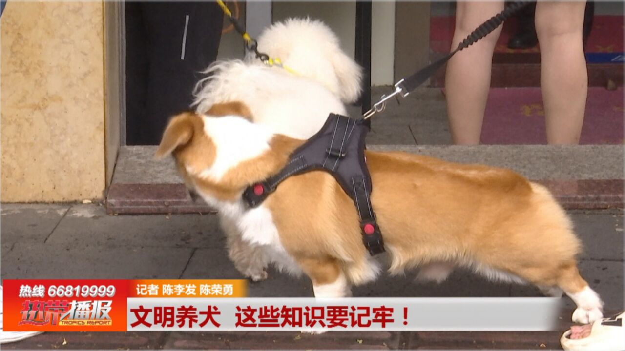 热播五虎将:文明养犬 这些知识要记牢!