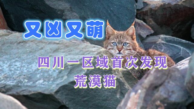 四川火了!一级保护动物荒漠猫首次现身达古冰川,样子又萌又凶